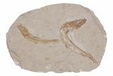 Two Cretaceous Fossil Fish - Lebanon #218856-1